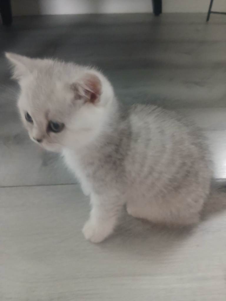Full breed British shorthair Kitten 