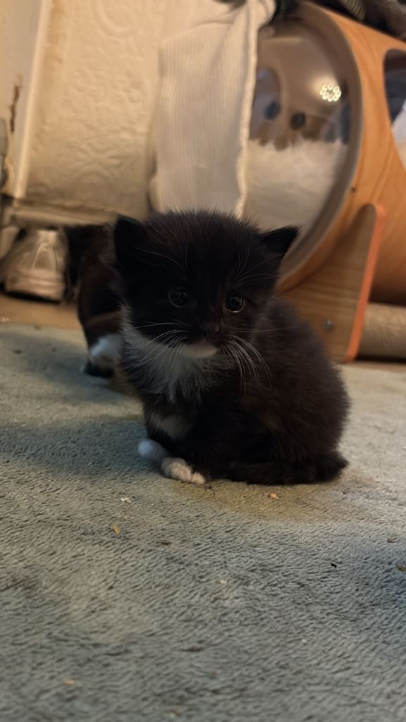 4 Kittens for sale!