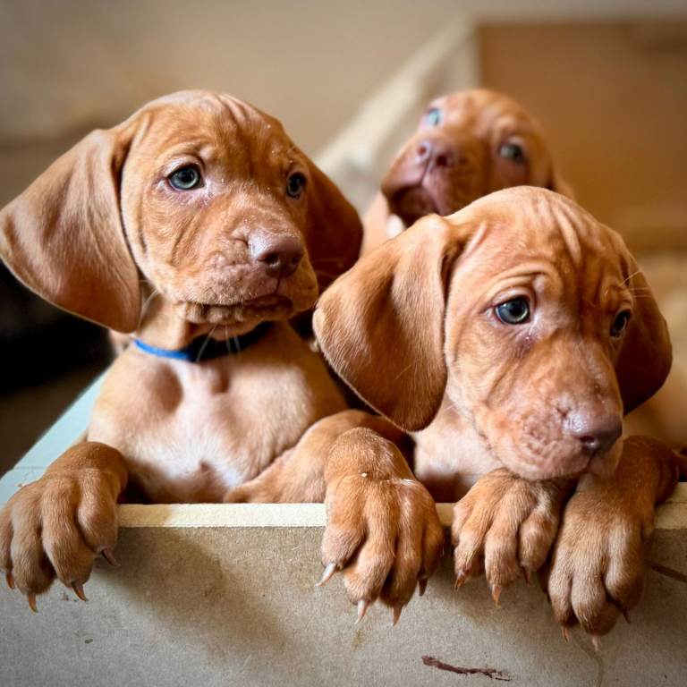 KC Registered Hungarian Vizsla Puppies