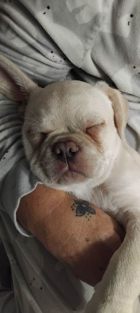 French bulldog cross
