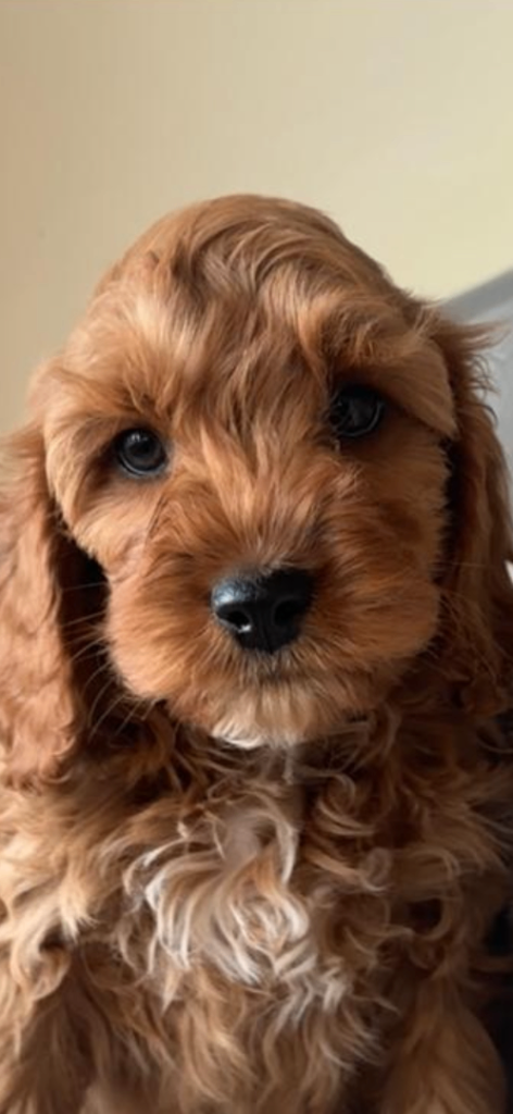 Rubys gorgeous cavapoos | in Stokesley, North Yorkshire | Gumtree