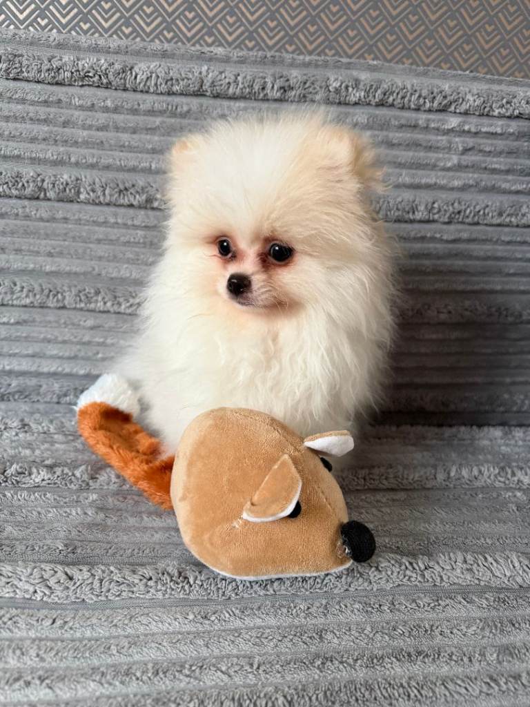 Two Beautiful White Pomeranian Boys Puppies
