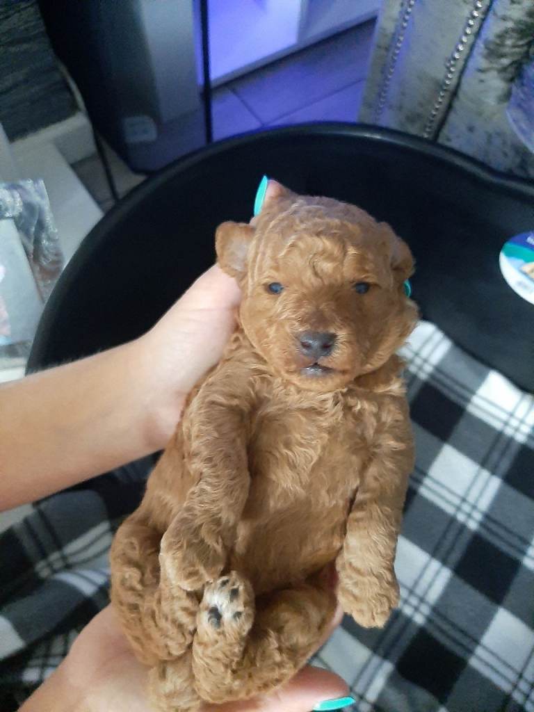 Pup for sale