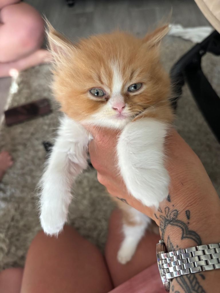 Beautiful kittens 