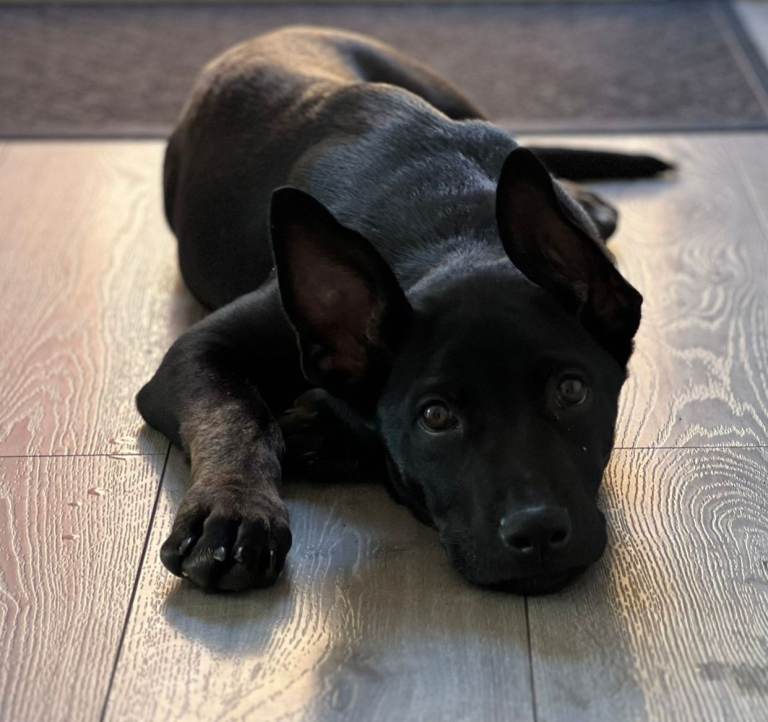 German shepherd x staffy