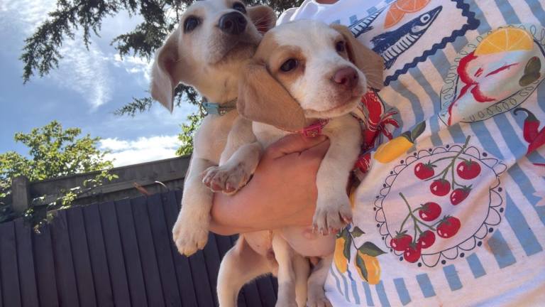 Here I have 2 beagle puppies 