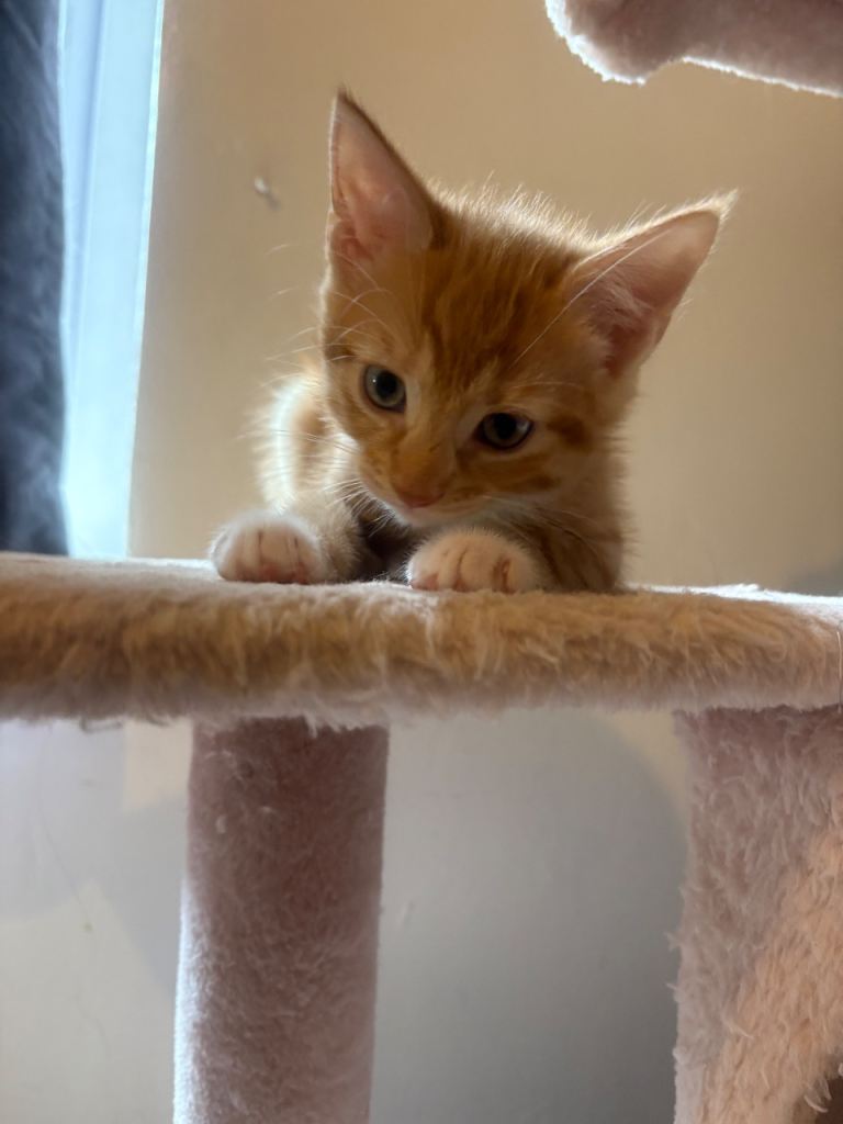 2 Ginger Male Kittens