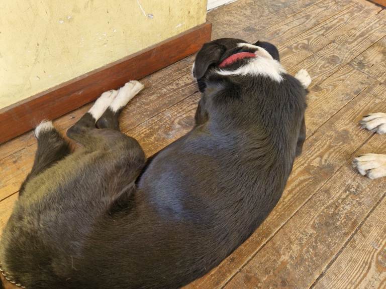 Collie cross