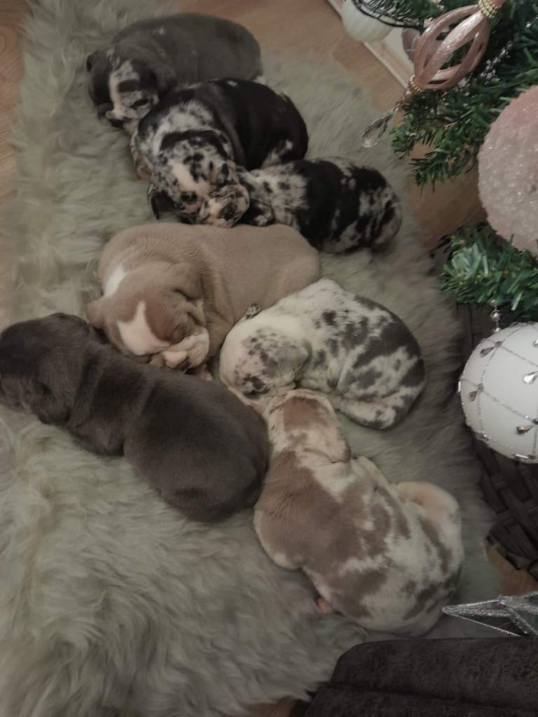 🐾🐶Stunning New English Bulldog Puppies🐶🐾 