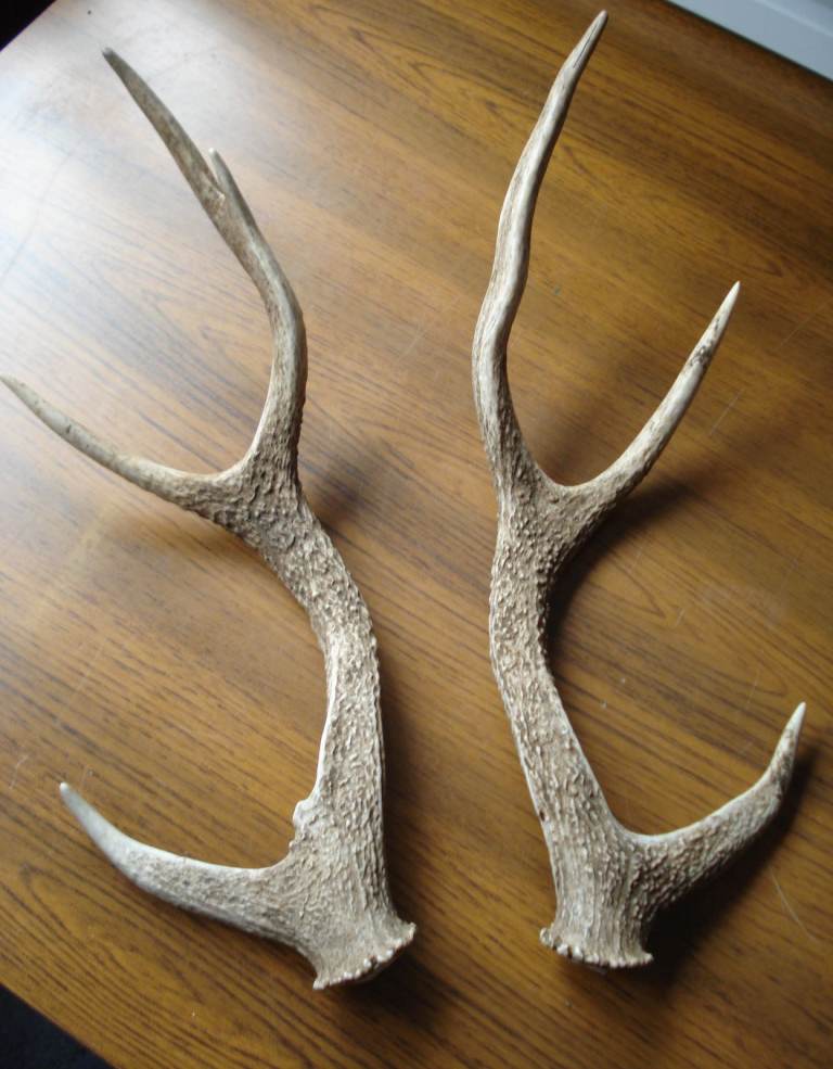 NICE PAIR OF NATURALLY CAST SIKA STAG ANTLERS