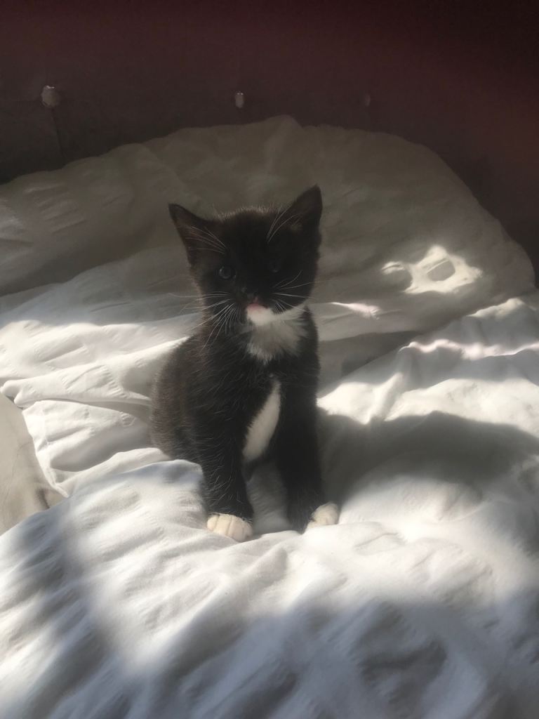 Kittens forsale ready now