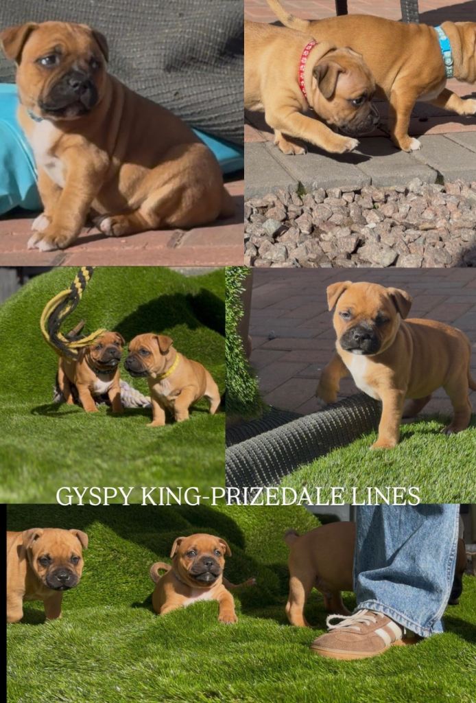 Staffy pups 