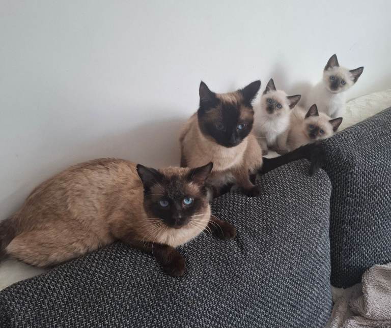 RAGDOLL KITTENS