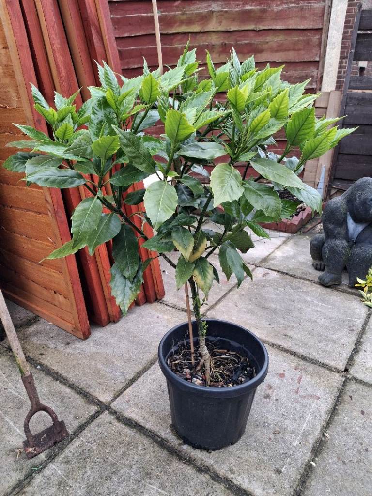 Plant