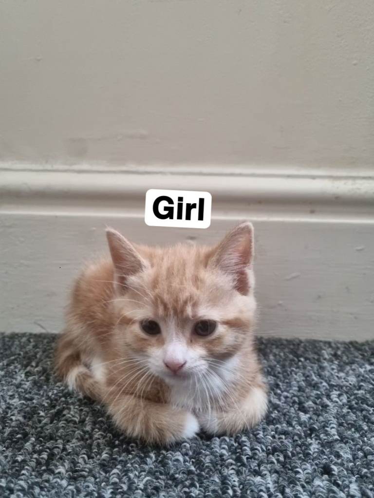 Domestic Shorthair kittens 