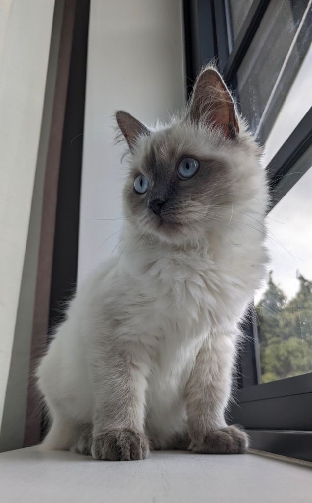 Ragdoll girl - 2 yrs old - happy, calm and well behaved