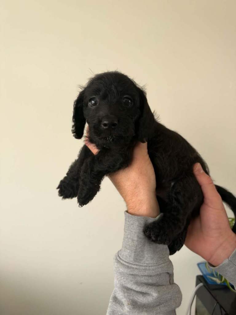 Doxiepoo 