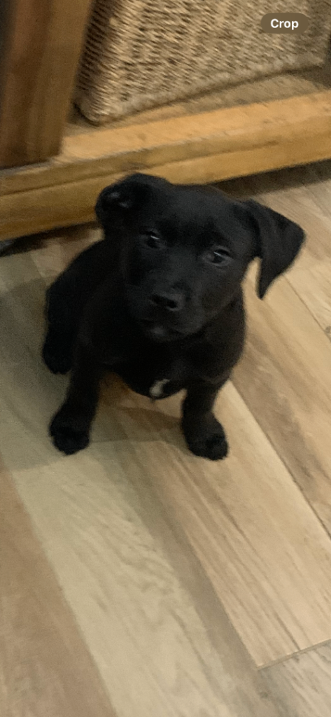 Staffordshire bull terrier x lab pups