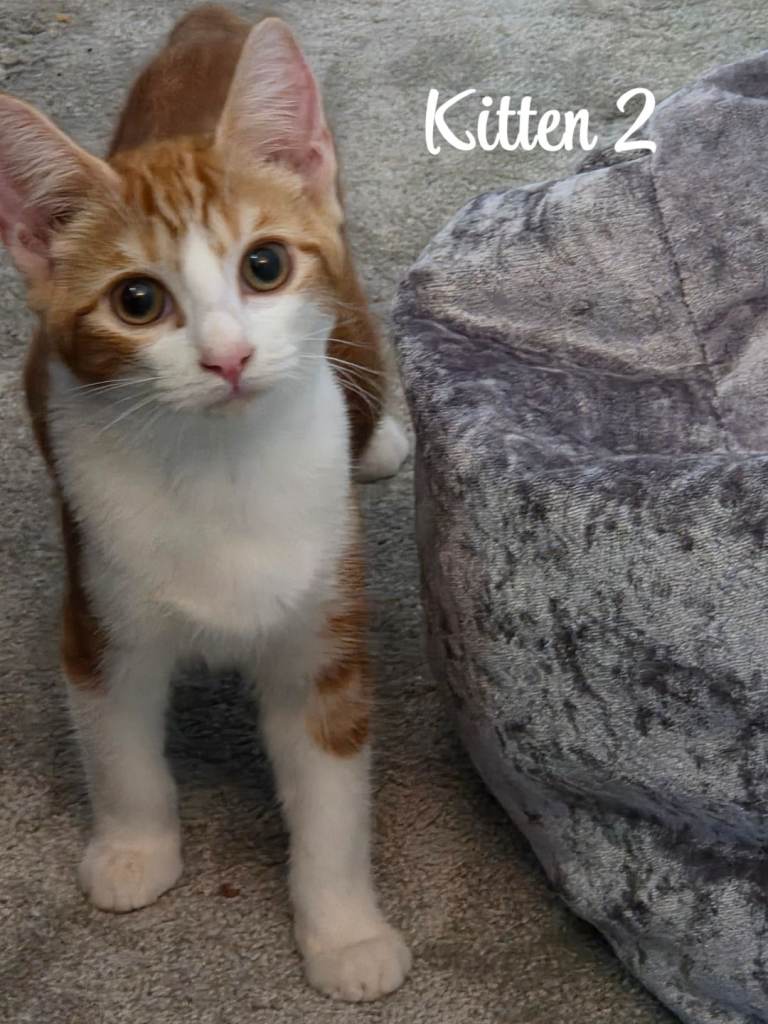 Ginger Kittens Litter of 4 needing loving homes - same mum