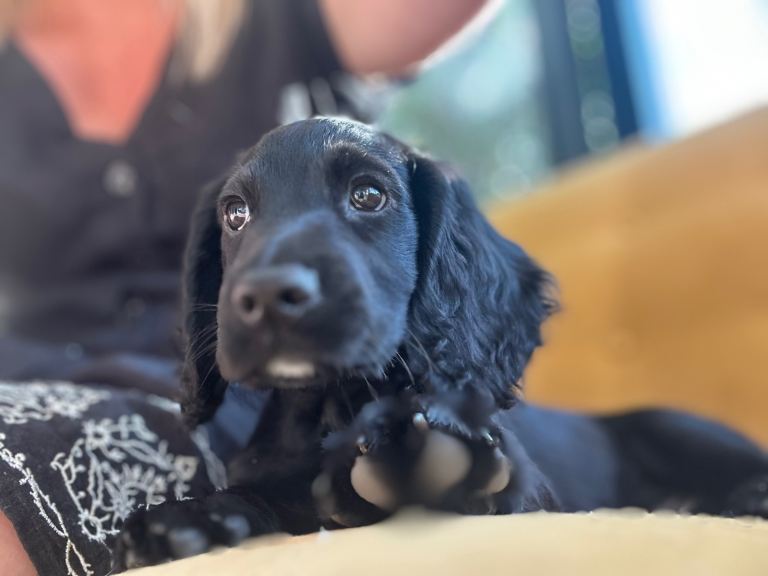 Looking for his family, could it be you ? 