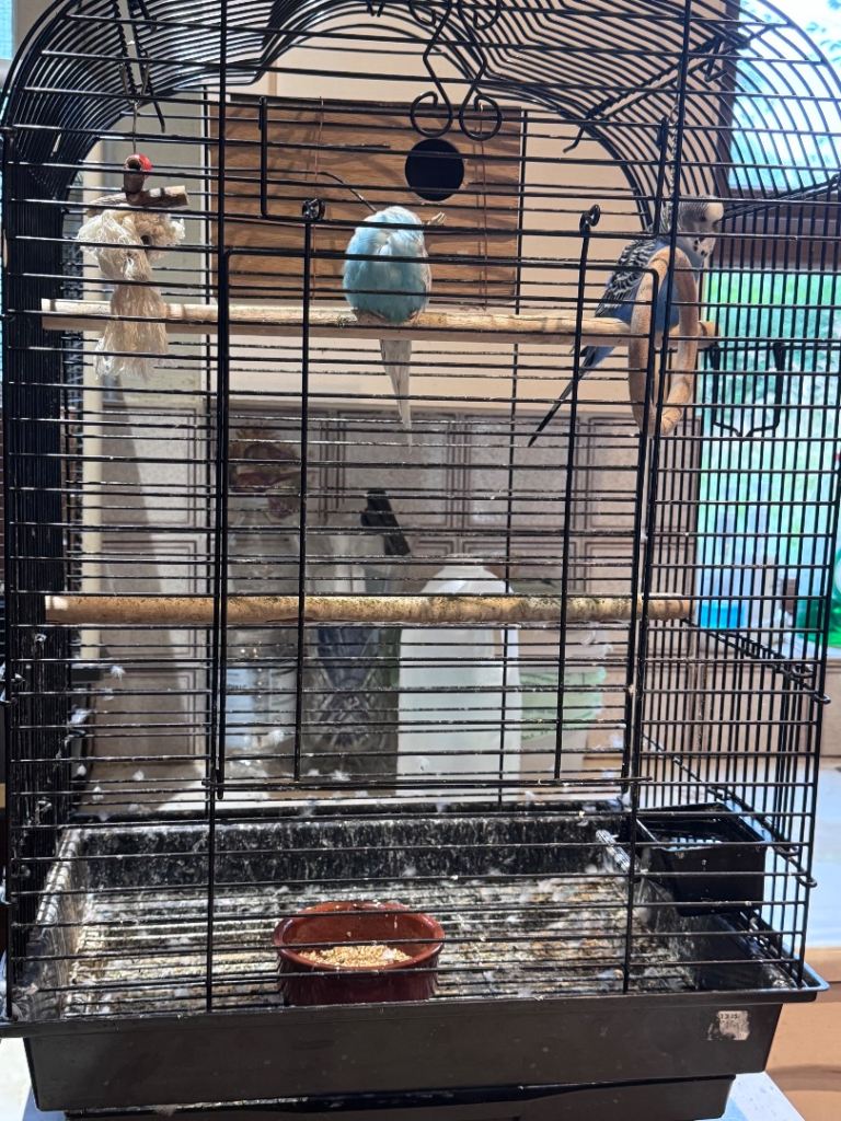 Budgies’s Cage 
