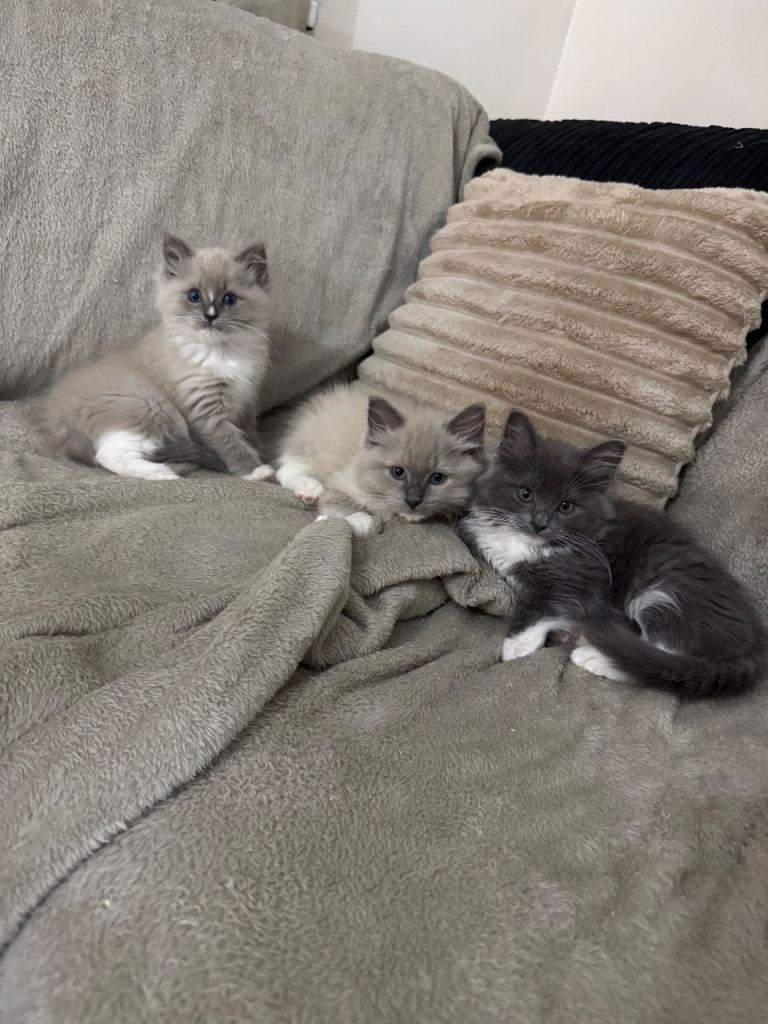 Solid Blue, Blue Mink and Blue ragdolls 