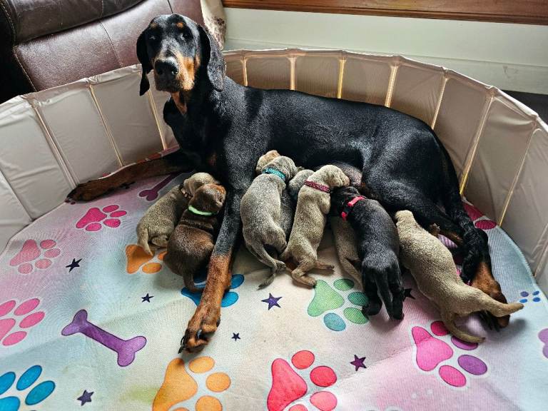 STUNNING KC Registered DOBERMANN PUPPIES