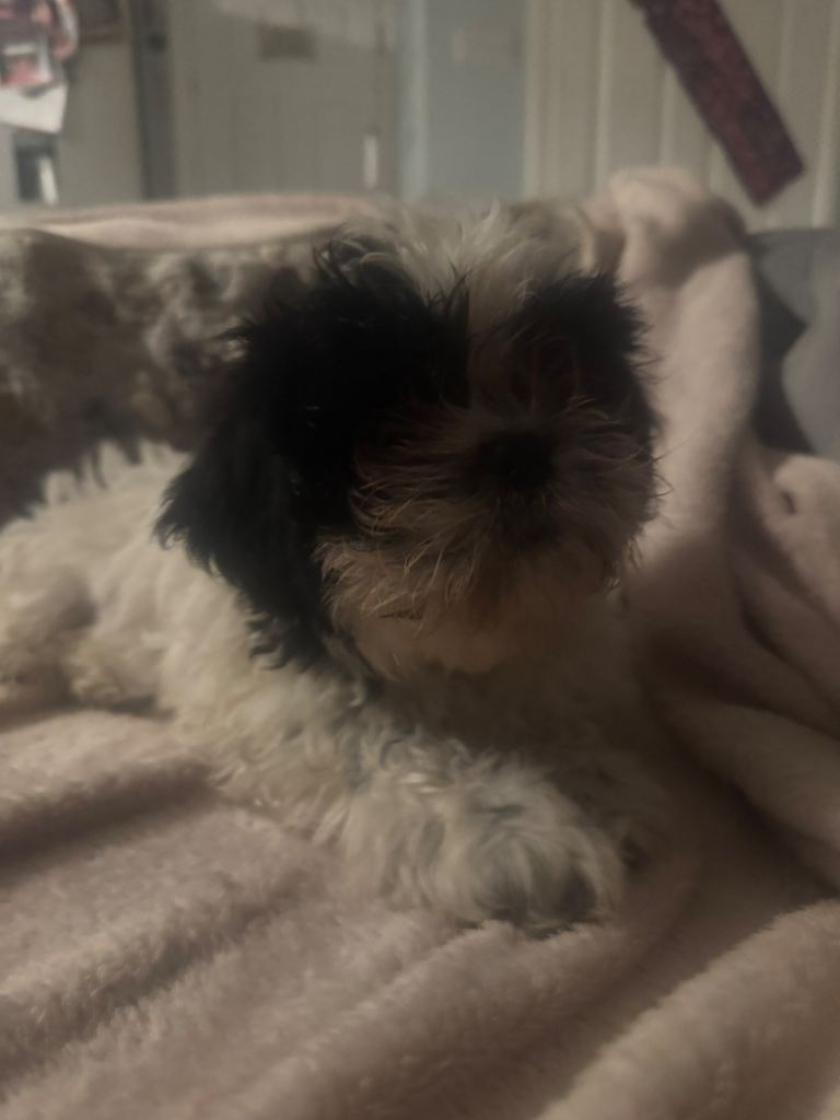 SOLD 2 x male Shih Tzu puppies for sale