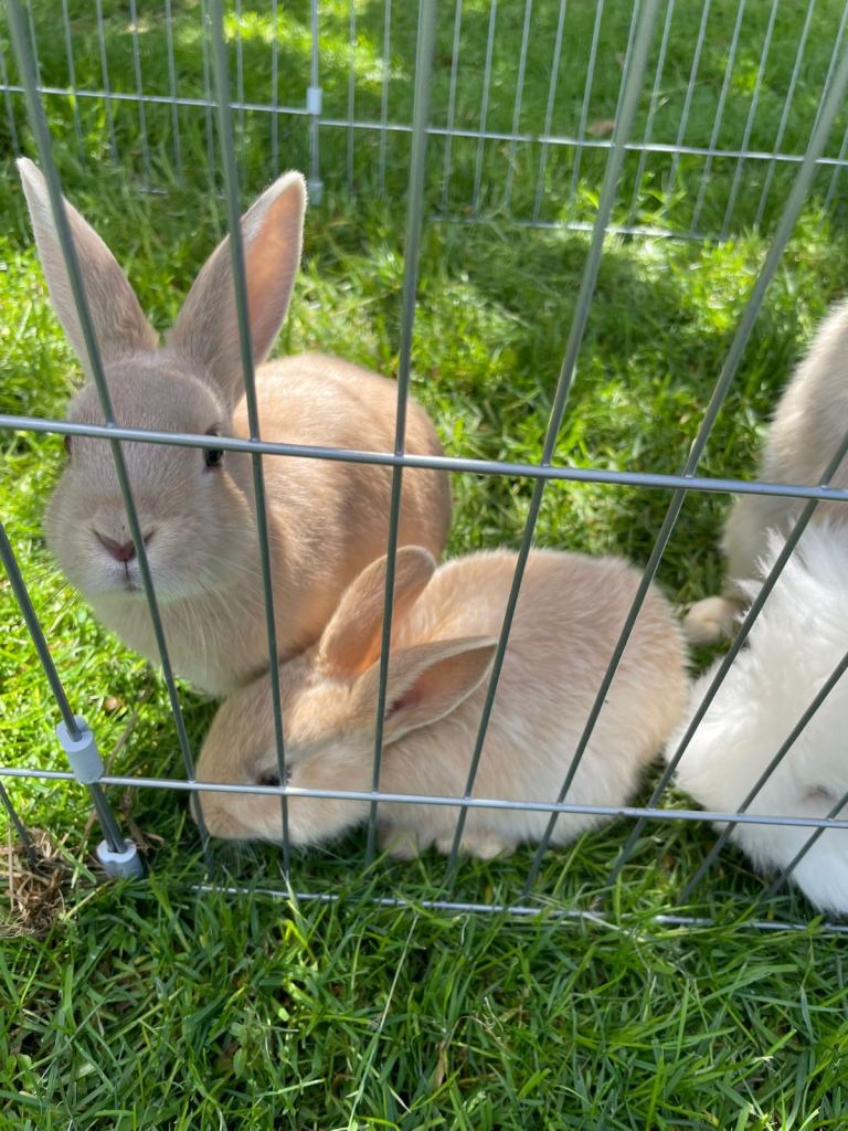 Baby rabbits