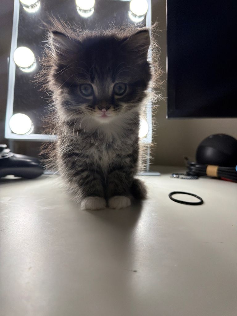 ✨female kitten for sale✨