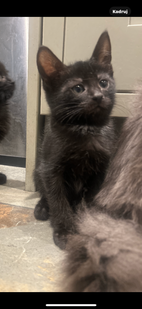Kittens