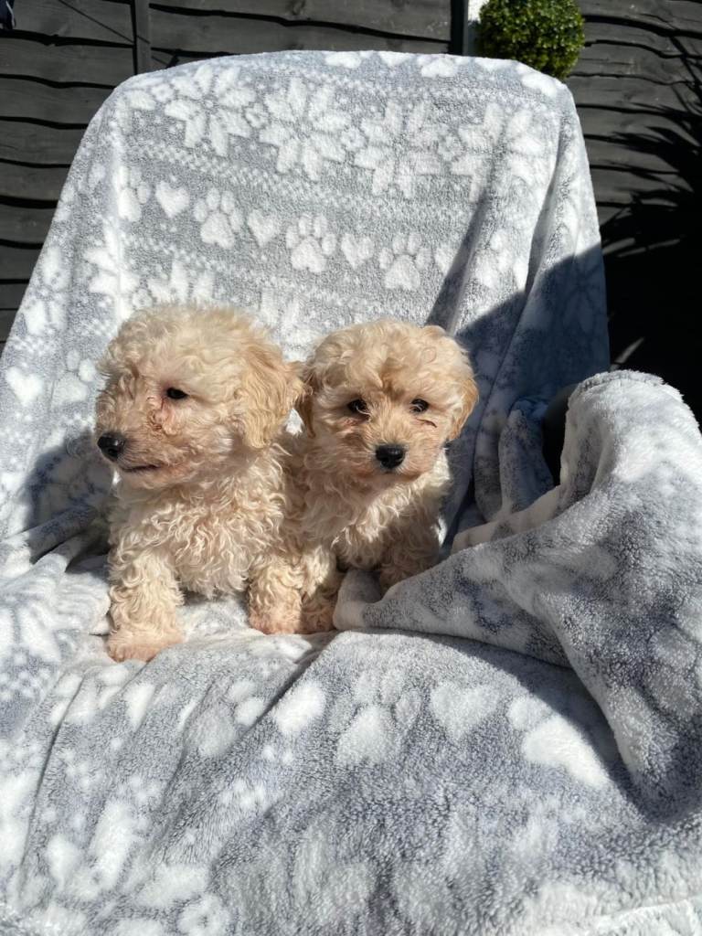 Cockapoo puppies 