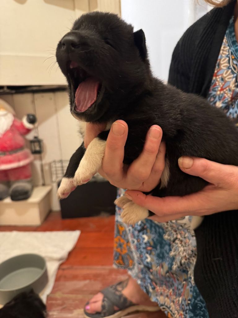 Black Mask American Akita Puppies