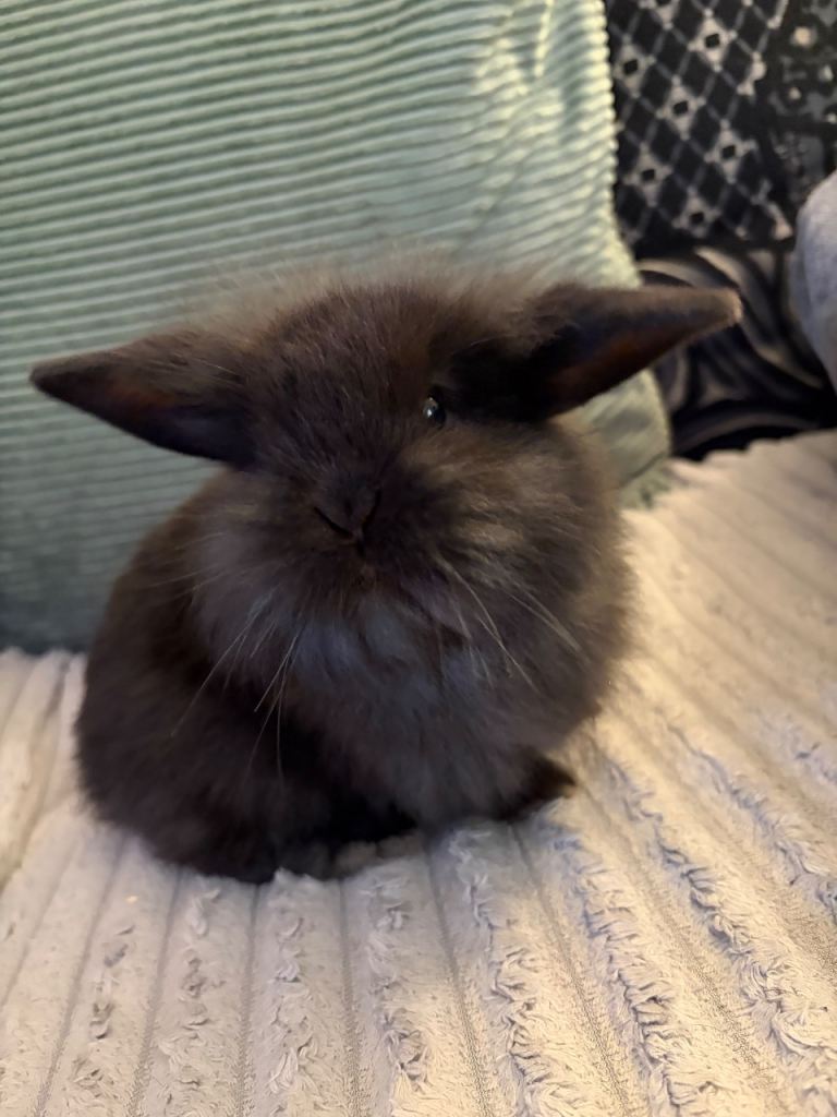 3x baby boy bunnies 