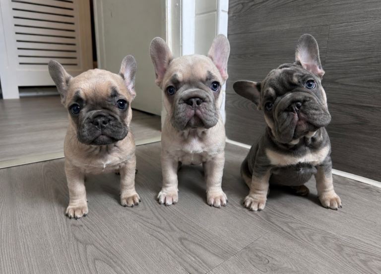 French Bulldog puppies ready to leave!!