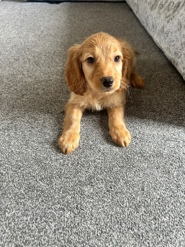 Stunning F1B cockapoo pups one gold girl left !!