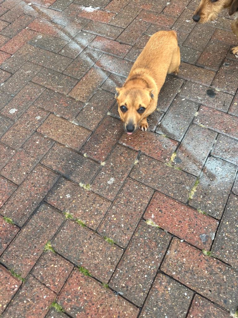 Cross between Chihuahua and Jack Russell