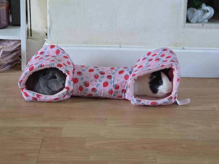 Guinea pigs pair comes with everything cage aswell!!!