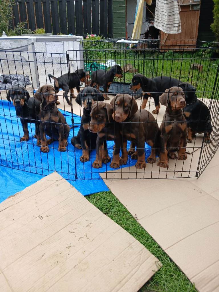 HIGH QUALITY DOBERMANN PUPPIES – CHAMPION BLOODLINES – FULLY HEALTH TESTED PARENTS