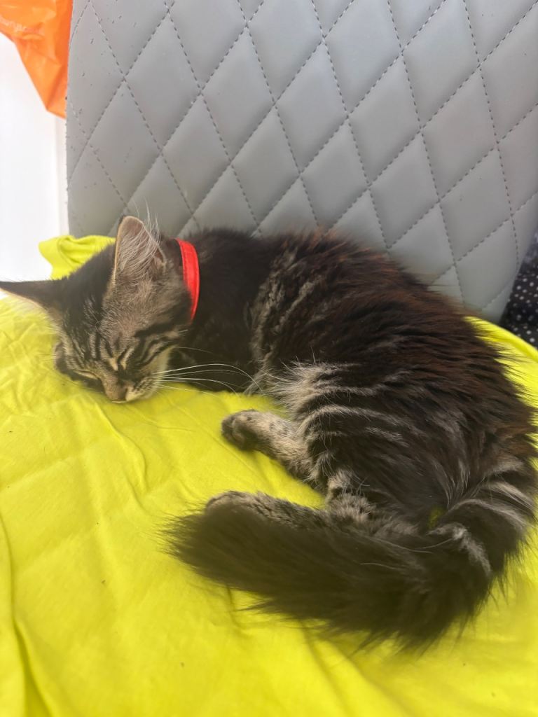  mixed breed  female kitten long hair tailed 