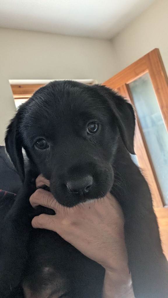 Colli Puppies