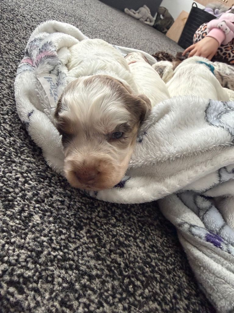Cocker spaniel puppy’s 