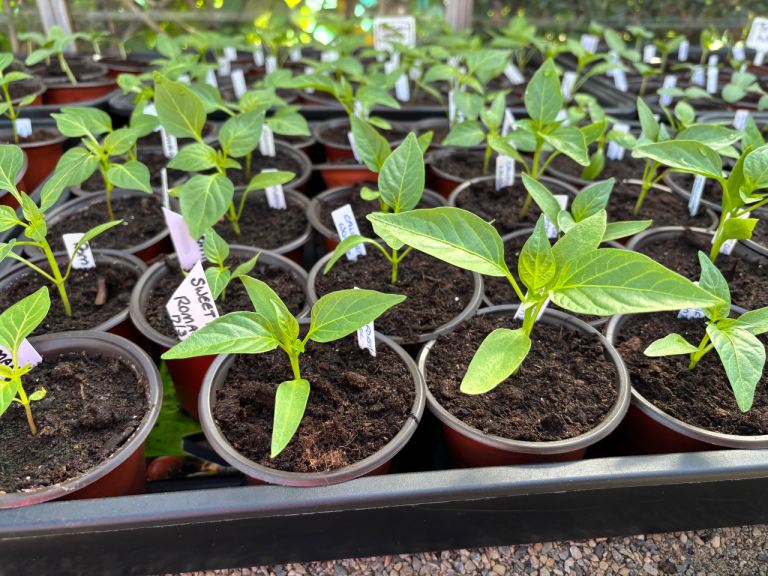 Tomato, cucumber, chilli and sweet pepper plants