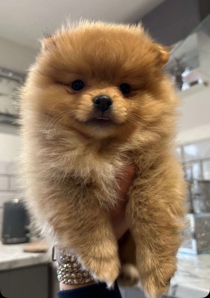 Kc reg super fluffy Pomeranian puppies 