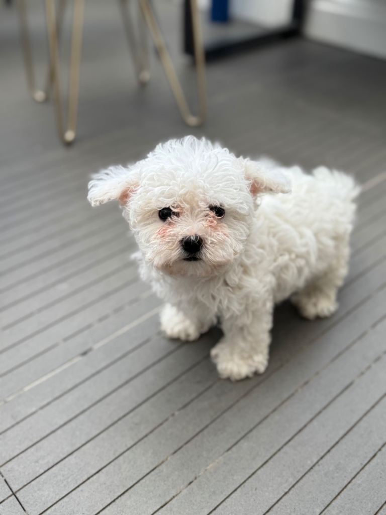 Adorable Bichon Maltese Female Puppy