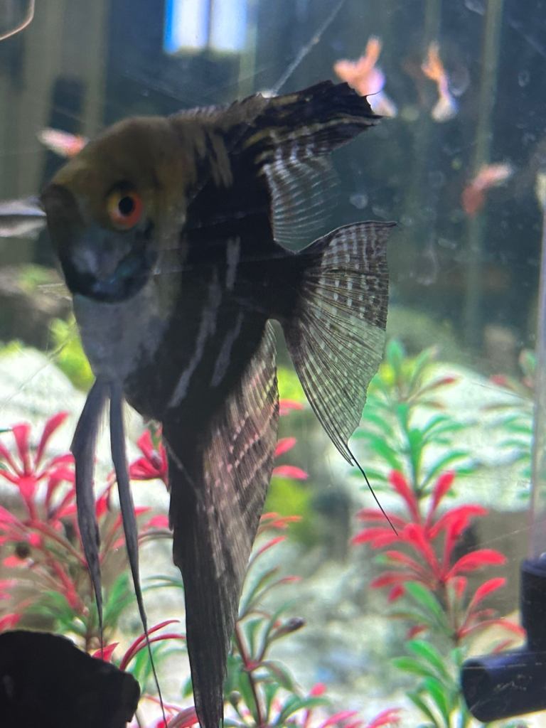 Various tropical fish for sale 