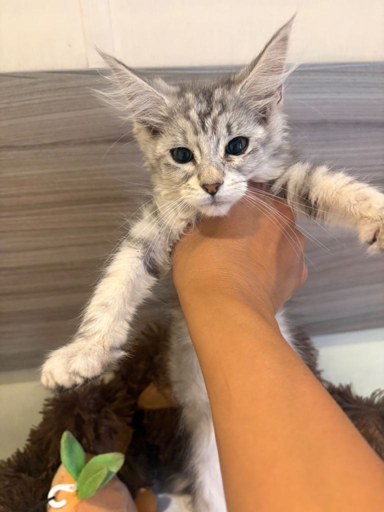 Main coon kittens 