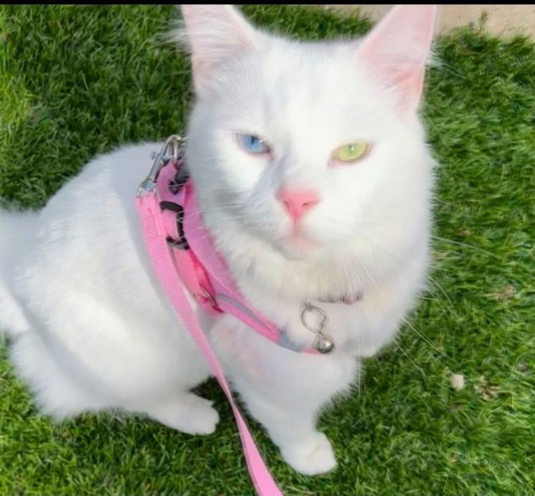 Beautiful White Turkish Angora Looking for a Loving Home