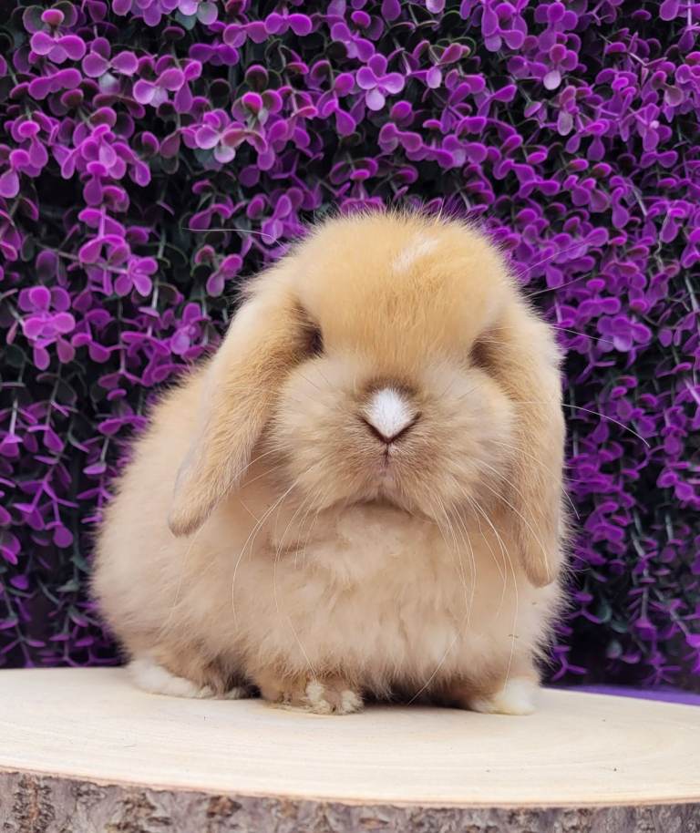 Purebred mini lop bunny available 