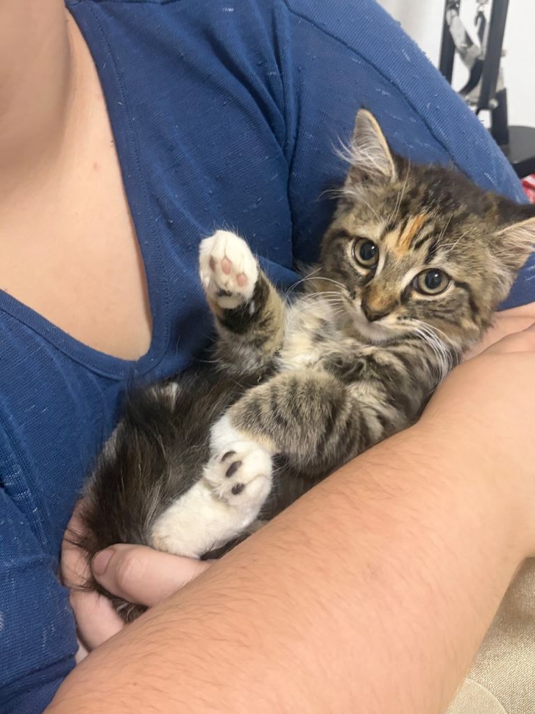 Girl kitten still available!